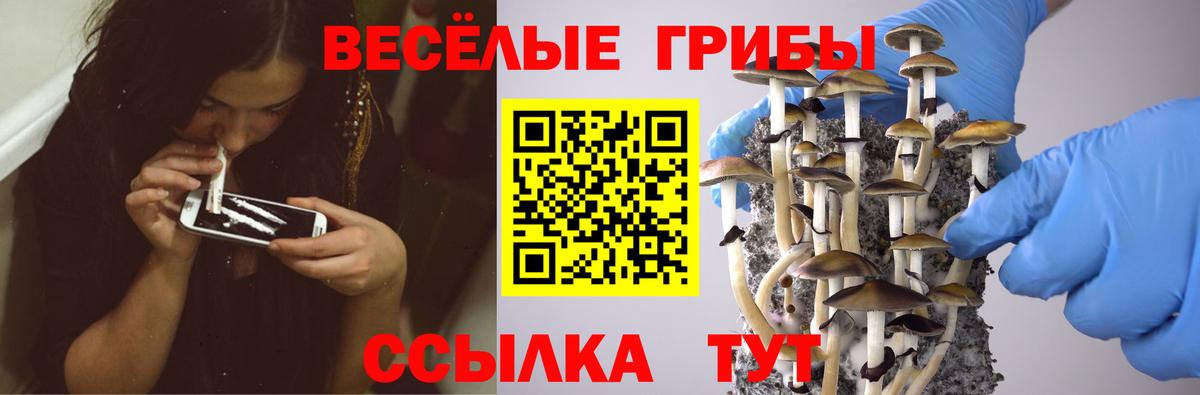 Энгельс  Галлюциногенные грибы прущие грибы  Вход с VPN 